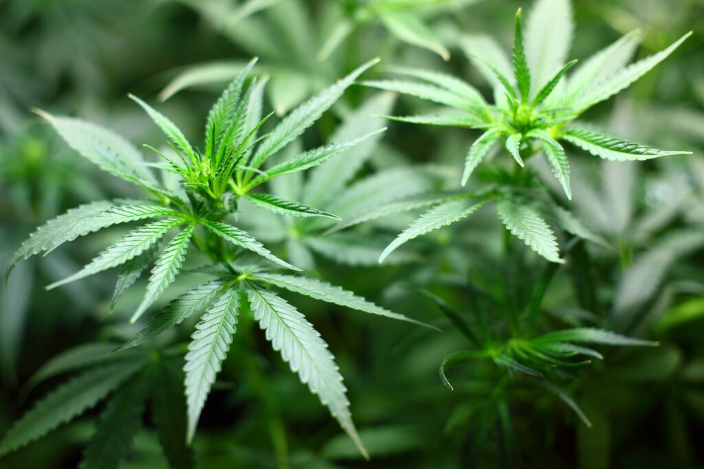 Super Silver Haze Steckling