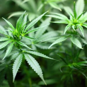 Super Silver Haze Steckling